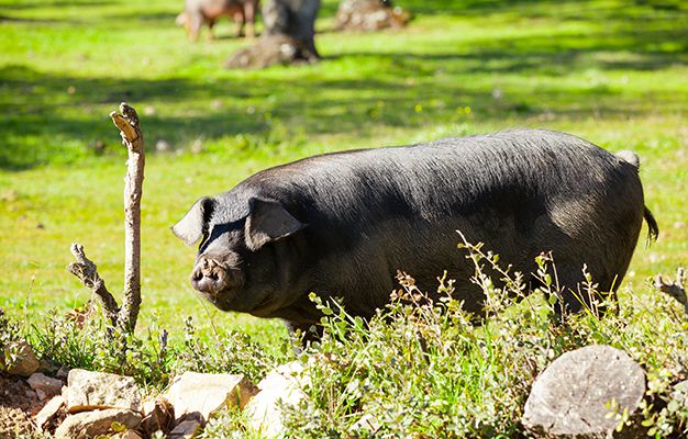 イノシシと豚 何が違うの 飲食バイトのための情報サイト グルメdeまとめ