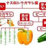 ブロッコリーとカリフラワー・・・似てるけど違う！野菜の個性◎