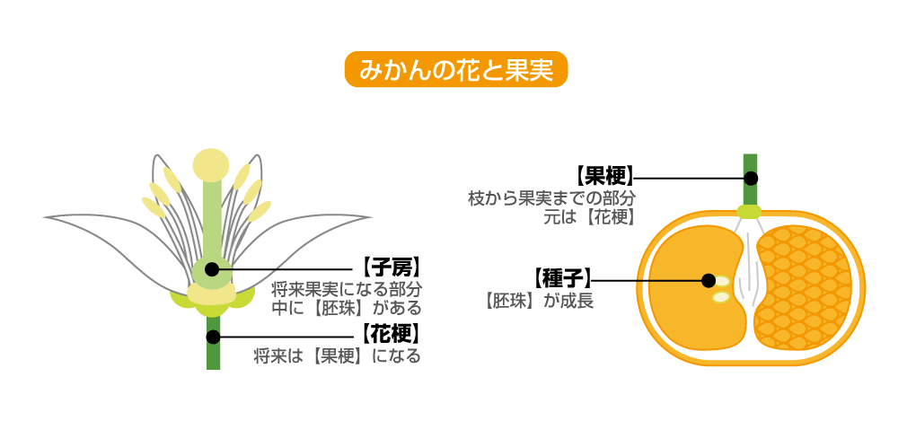 リンゴの くぼみ に隠された意外な真実 実の部分は本当は茎だった 飲食バイトのための情報サイト グルメdeまとめ